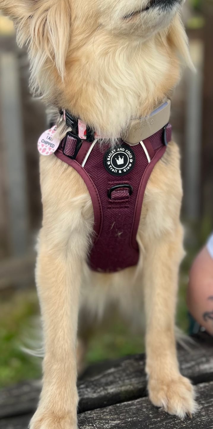Customer photo review of Trail & Glow® Dog Harness - Mulberry Tweed