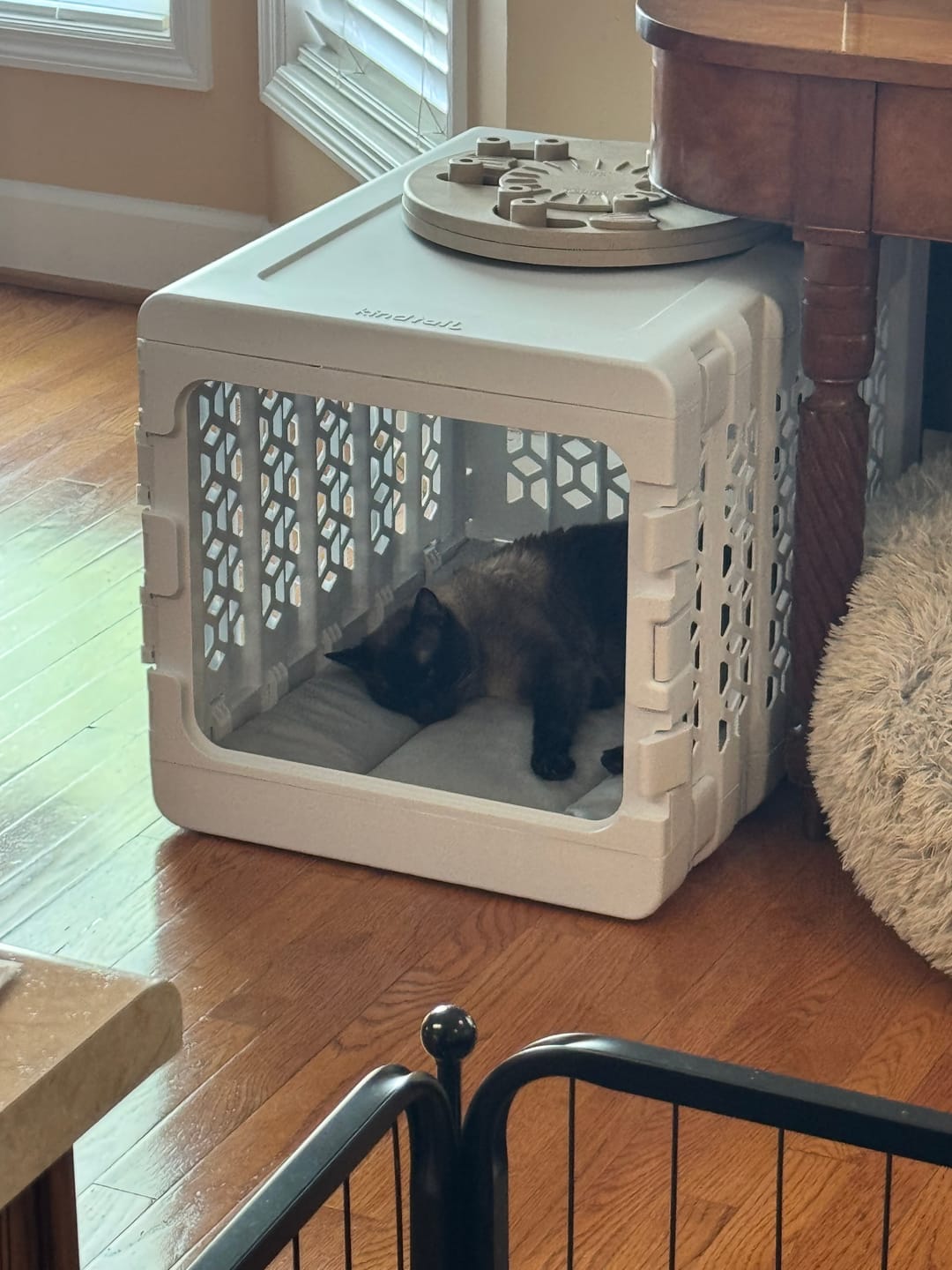 Customer photo review of PAWD®  Modern Collapsible Dog Crate