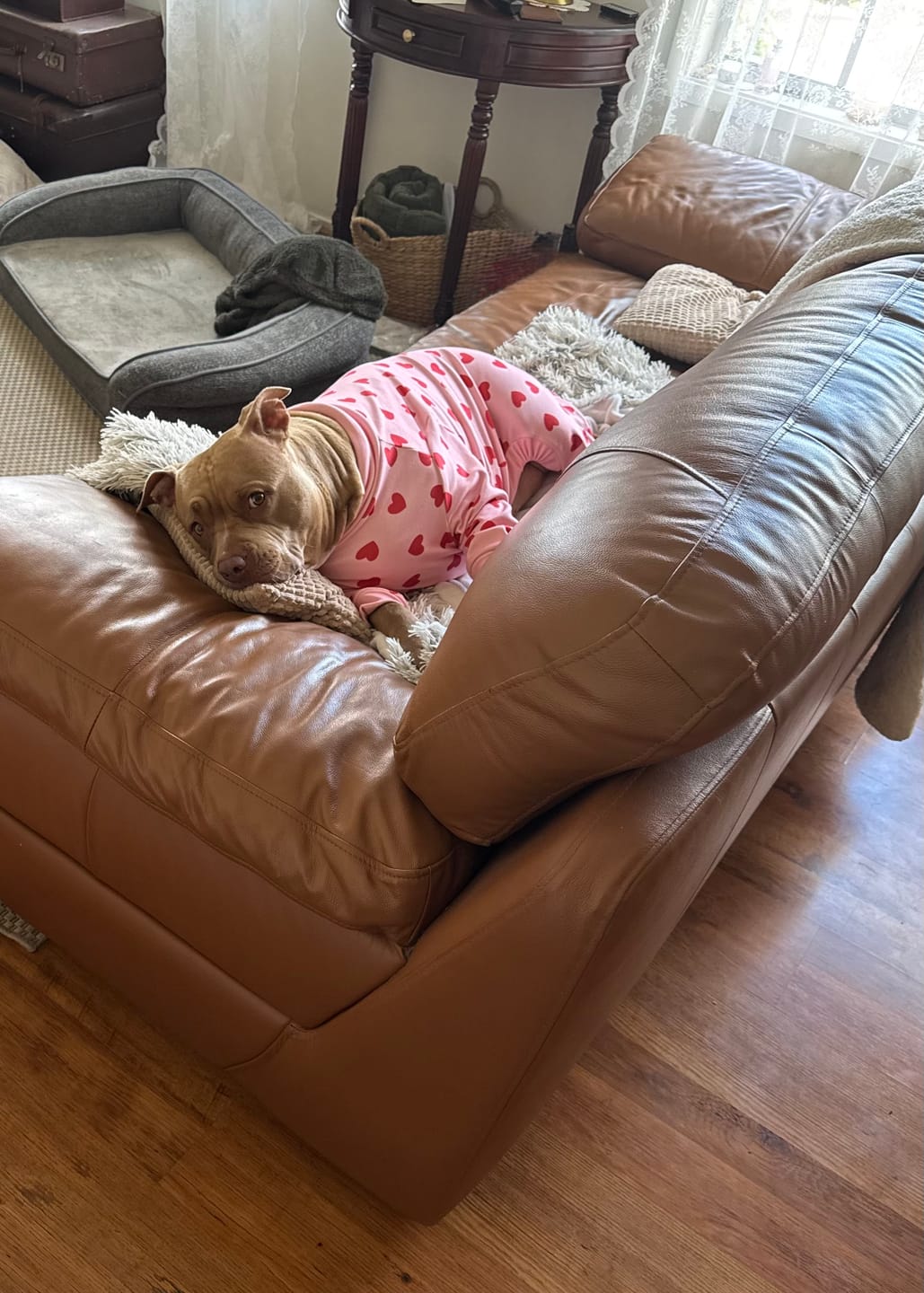 Customer photo review of Dog Pajama - Pink Hearts