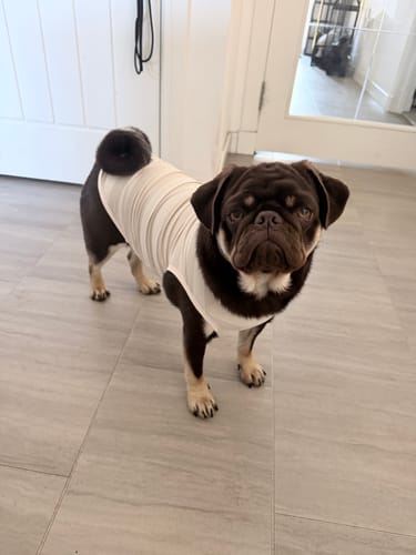 Customer photo review of Hazelnut Stripe | Summer Breeze Cooling Vest