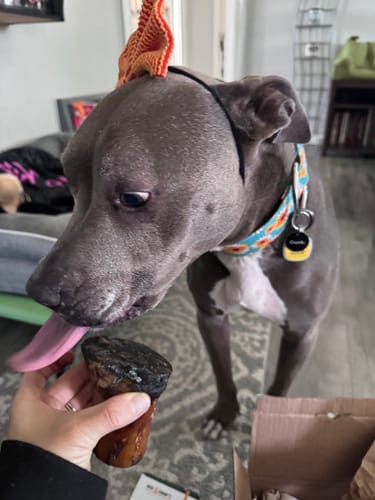 Reviewer offers a Smoked Beef Marrow Bone to an eager grey dog licking its lips indoors.