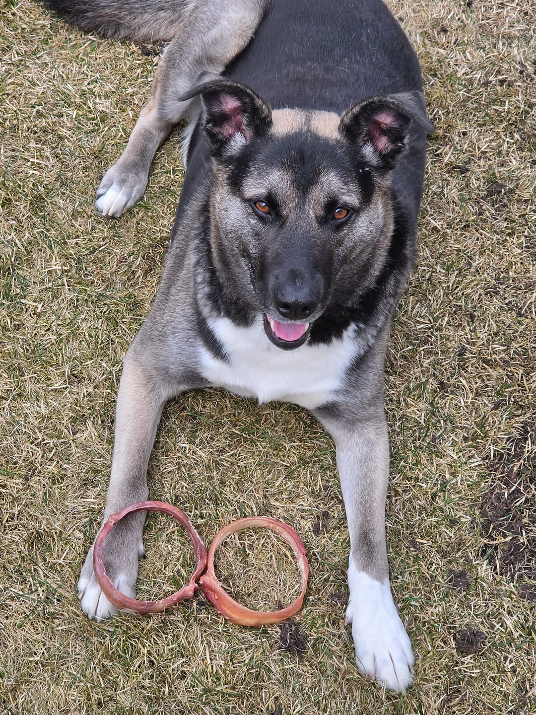 Customer photo review of Large Bully Stick Ring