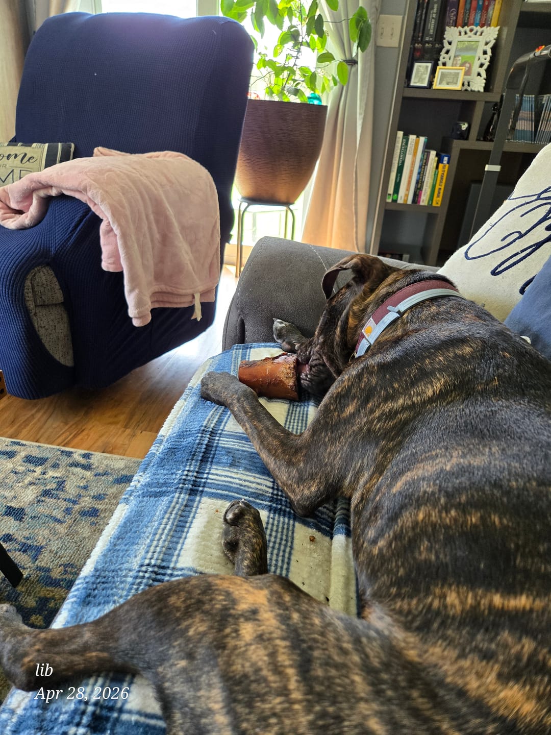 Customer photo review of Gift Bundle: 2 Large Yak Chews and a 6" Hickory Smoked Bully Stick