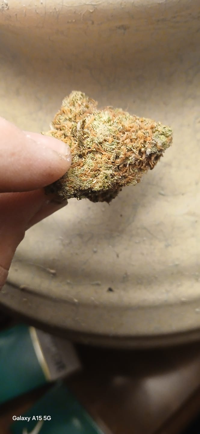 Customer photo review of Jack Herer - Indoor - 14 Grams - Sativa