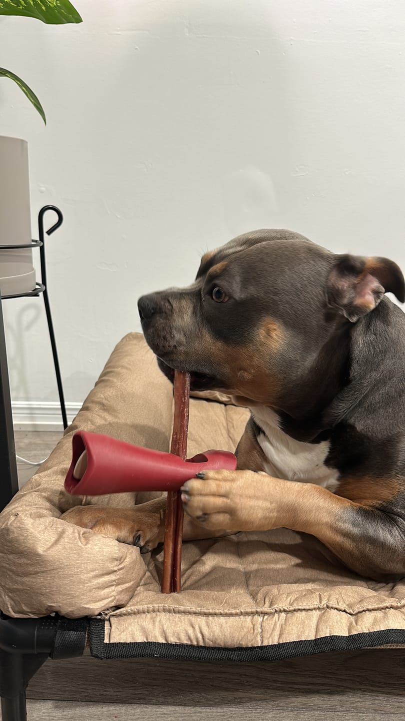 Customer photo review of 12 Inch Jumbo Bully Stick