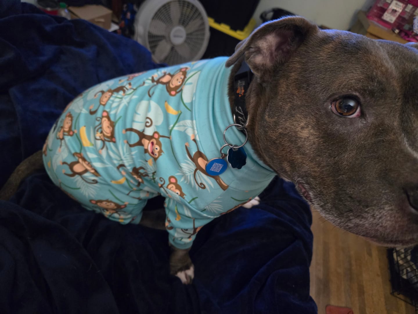 Customer photo review of Dog Pajama - Monkey Business