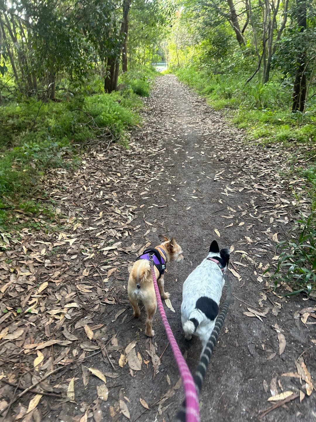 Customer photo review of Safety No Pull Dog Harness