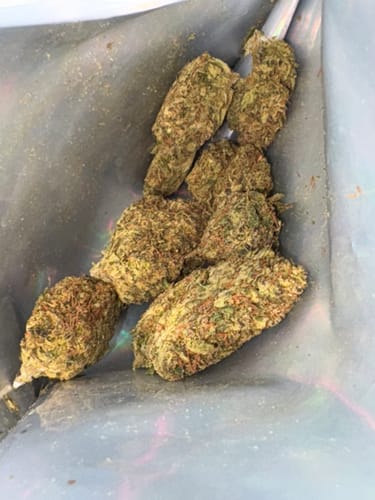 Customer photo review of Jack Herer - 14 Grams - Sativa