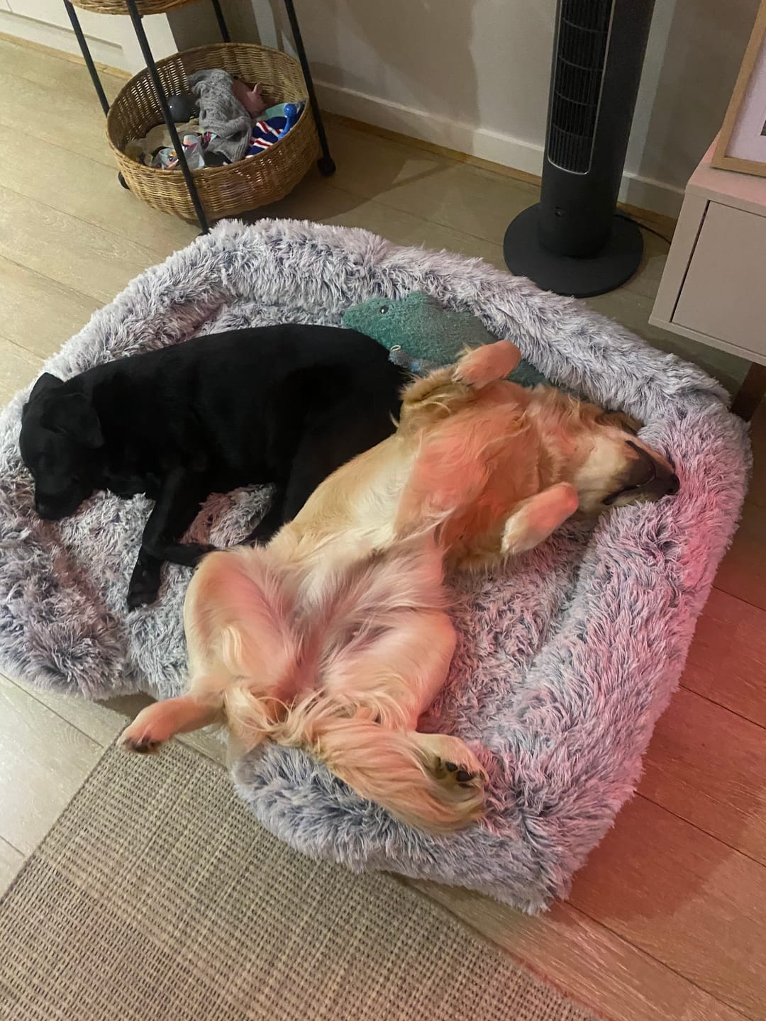 Customer photo review of Pet Orthopaedic Bed