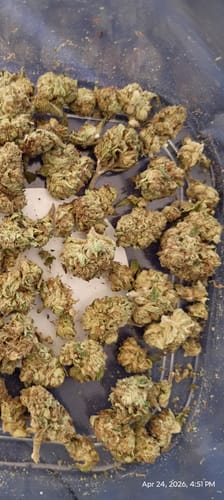 Customer photo review of Blueberry Muffin THCA Flower
