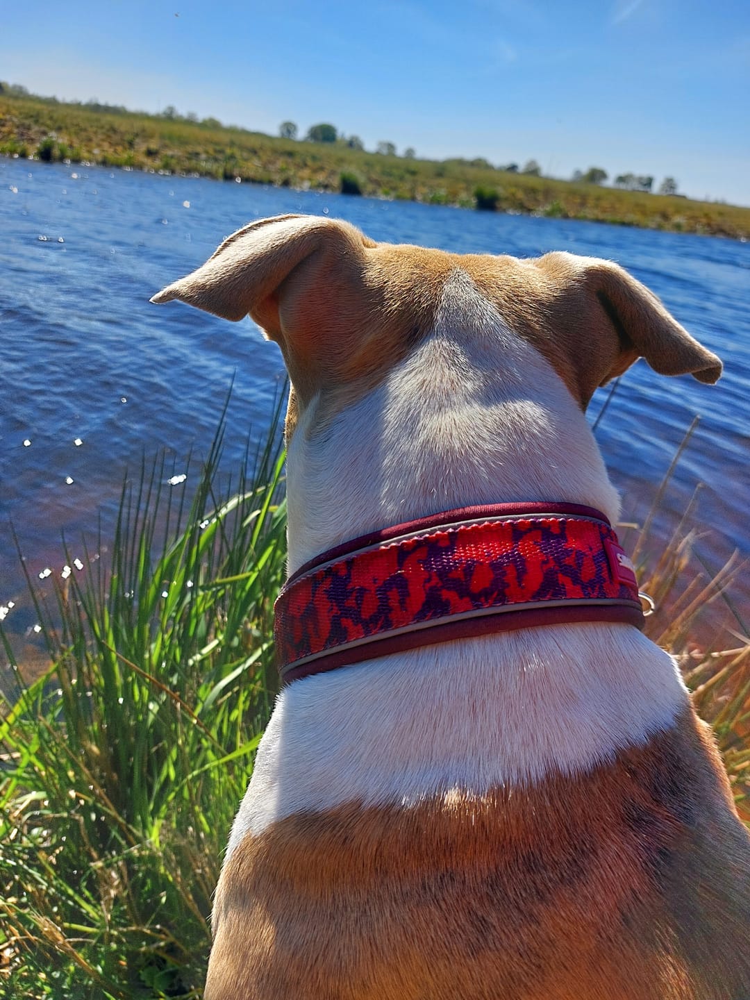 Customer photo review of Cushioned Martingale Collars
