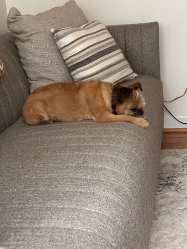 Customer's photo of a small dog resting on a gray couch.