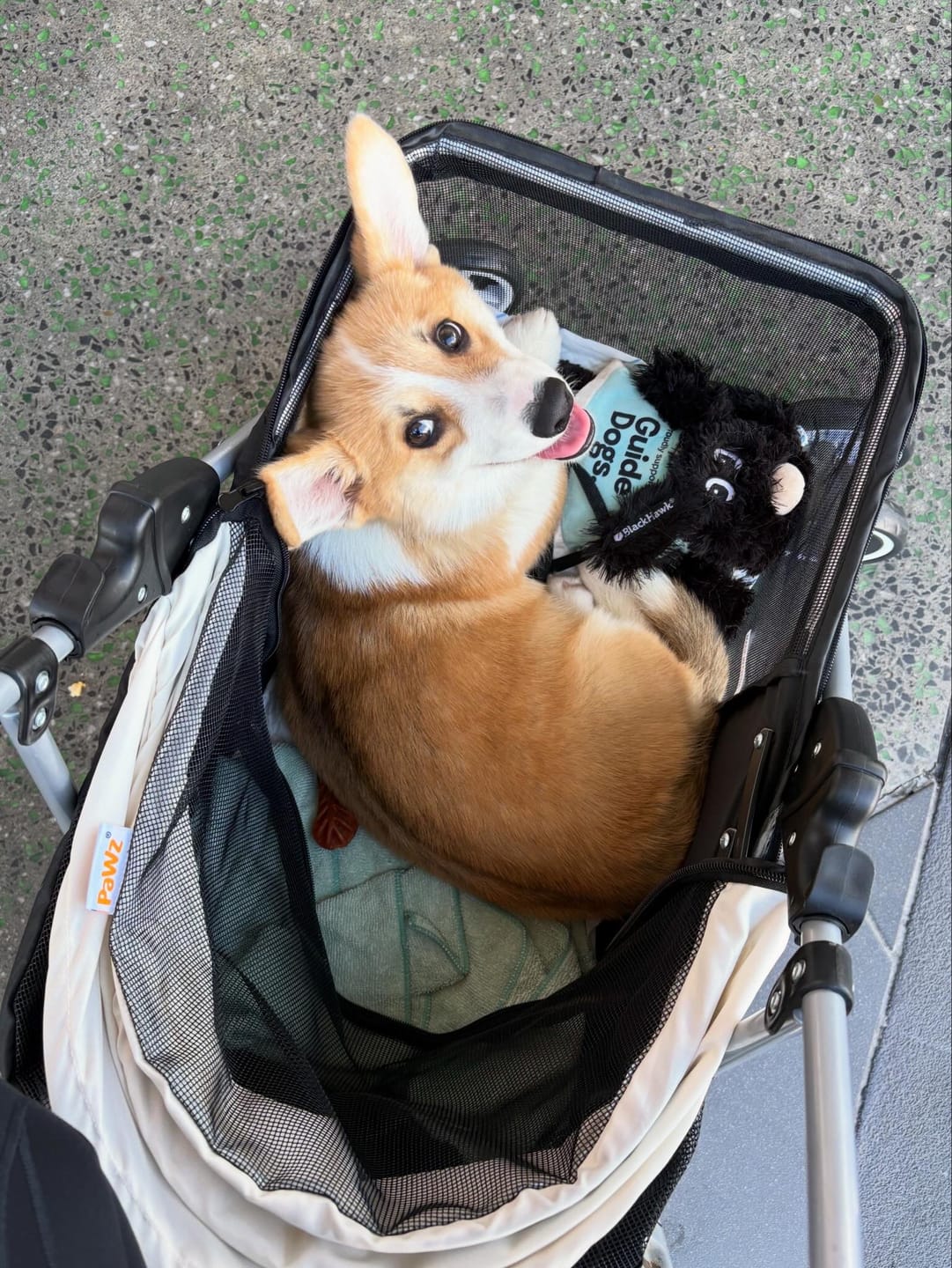 Customer photo review of Compact & Comfortable Pet Stroller