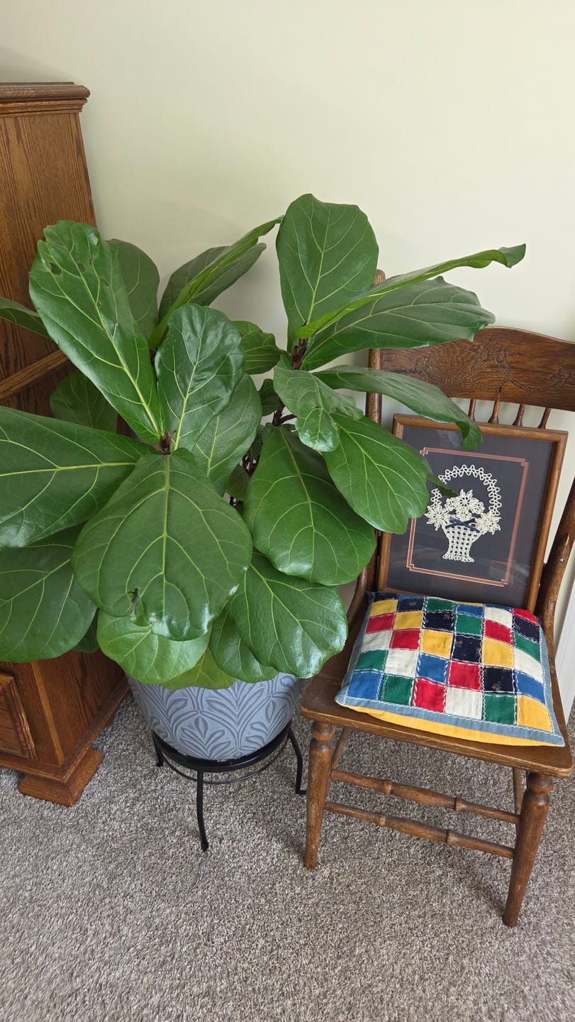 Customer photo review of Leaf Cleanse
