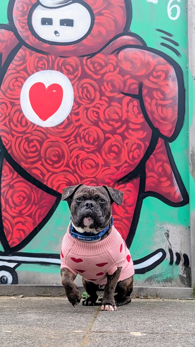 Customer photo review of Hearts Knit Dog Sweater