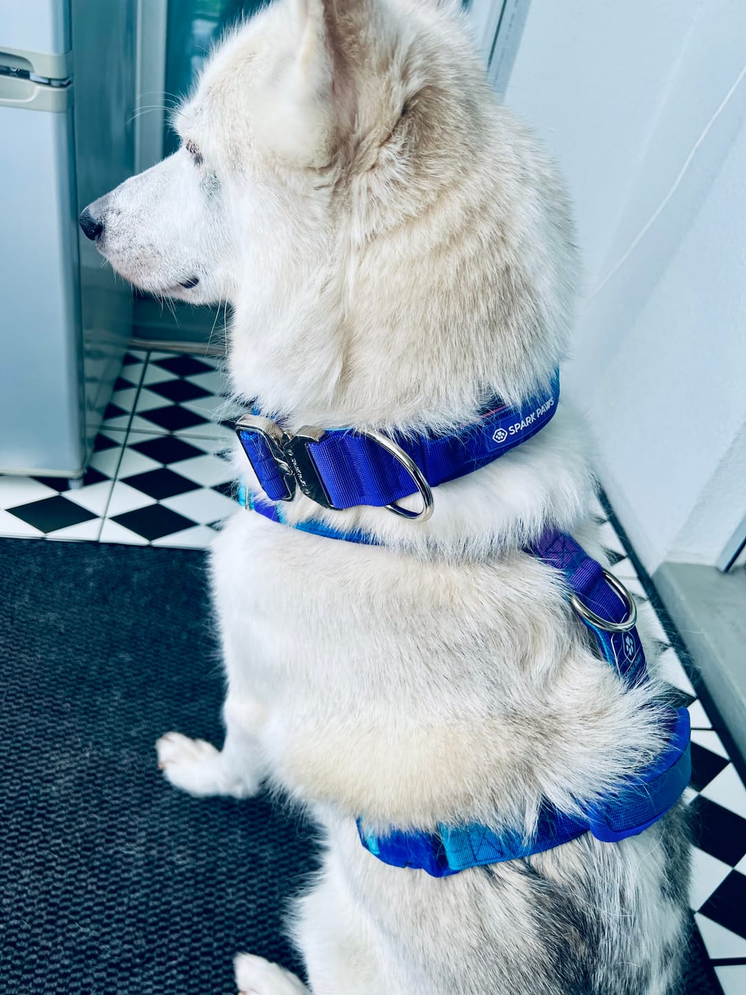 Customer photo review of Comfort Control Dog Collars