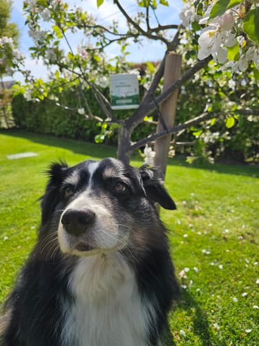 Le chien d'un client assis dans un jardin, avec le produit Complément articulations visible derrière lui.