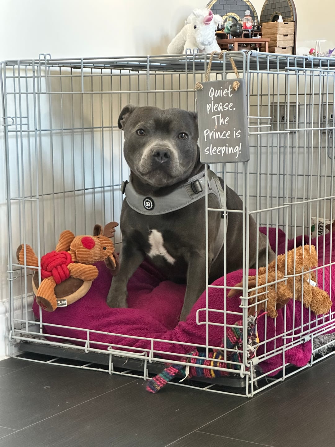 Customer photo review of Boomerang Harness - XS-M Breeds - Grey