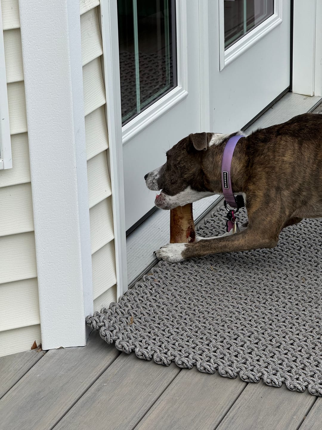 Customer photo review of Large Dog Spring Treat Bundle (41+ lbs)