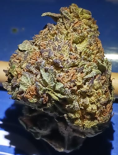 Customer photo review of Candy Gas THCA Flower