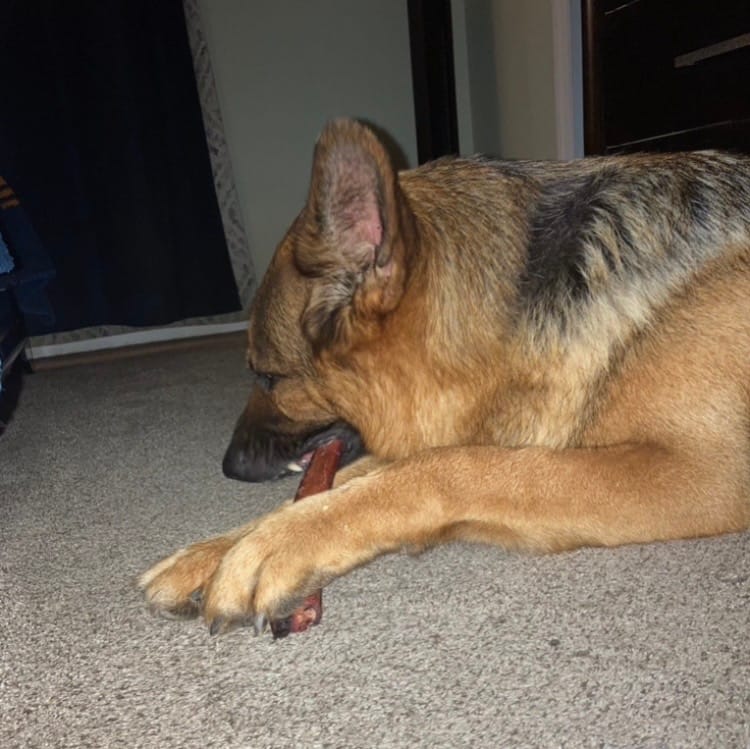 Customer photo review of 12 Inch Monster Bully Stick