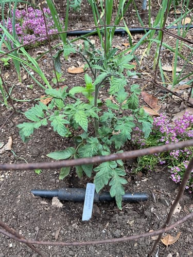 Customer photo review of Collection (French Seed Varieties)