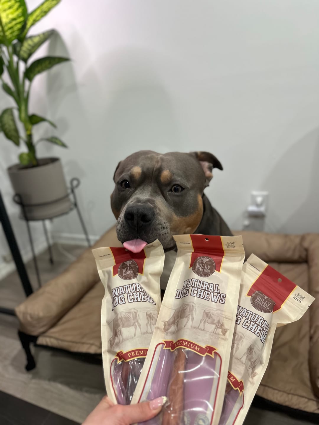 Customer photo review of 12 Inch Thick Braided Bully Stick