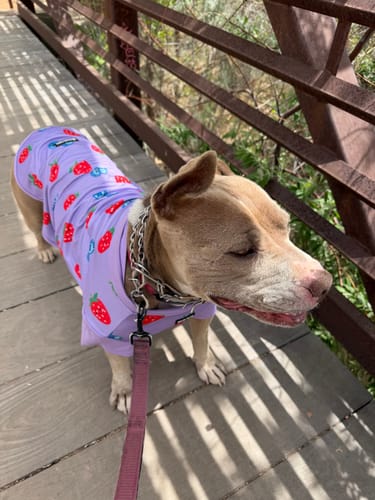 Customer's dog wearing the purple Sunblock Dog T-Shirt with a berry print on a sunny bridge.