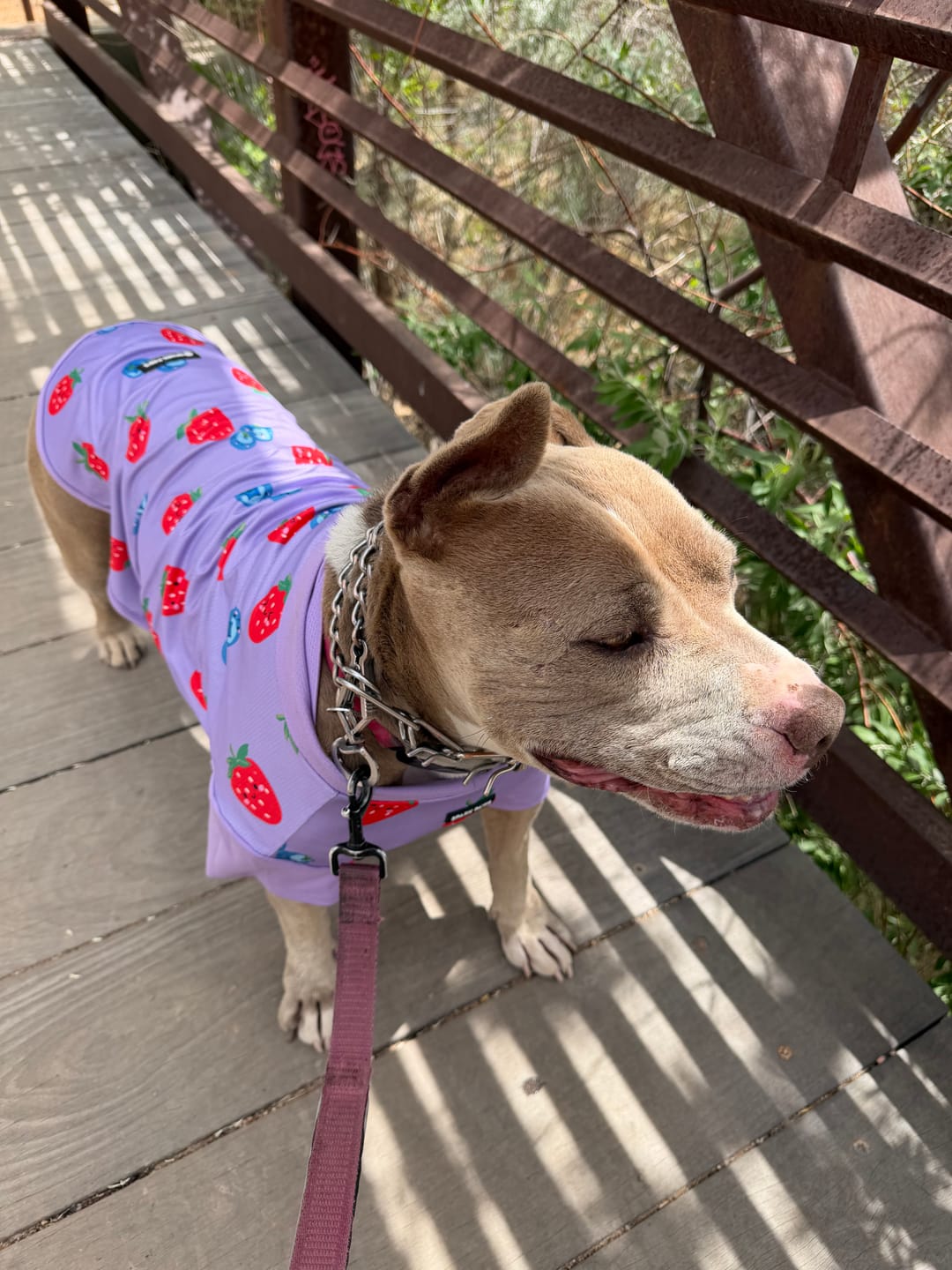 Customer photo review of Sunblock Dog T-Shirt - Berries