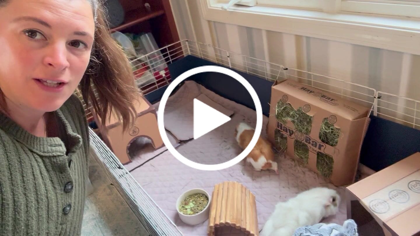 Customer video review of GuineaDad Orchard Hay Bar for Guinea Pigs (5 Pack)