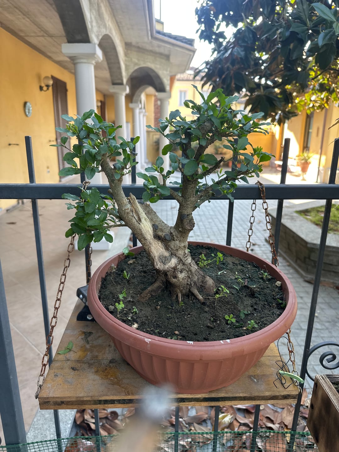 Customer photo review of CURA TOTALE PACK