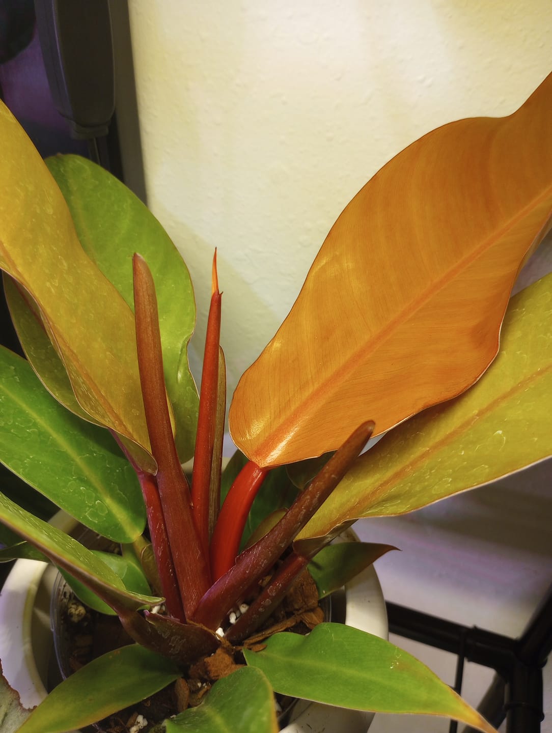 Customer photo review of Philodendron 'Prince of Orange'