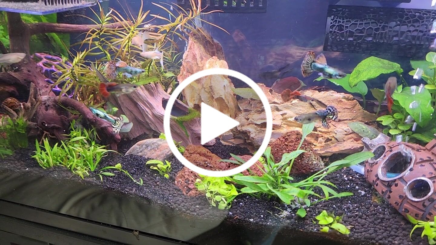 Customer video review of Half Black Red Rose Guppy Fish
