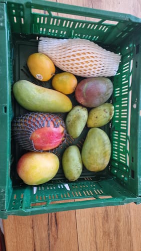 Rezensent zeigt die Mango Entdeckerbox, eine grüne Kiste gefüllt mit verschiedenen, bunten Mangos.