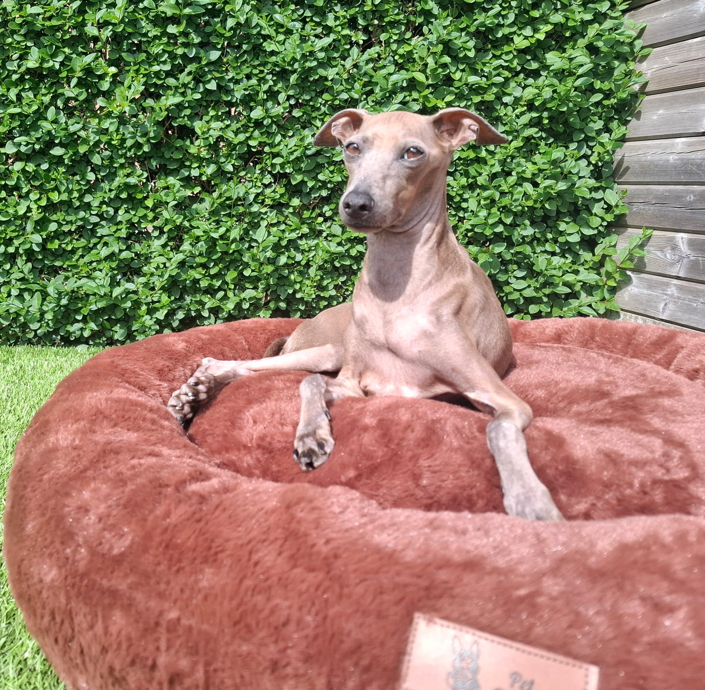 Customer photo review of Pet Perfect Orthopedische Donutmand