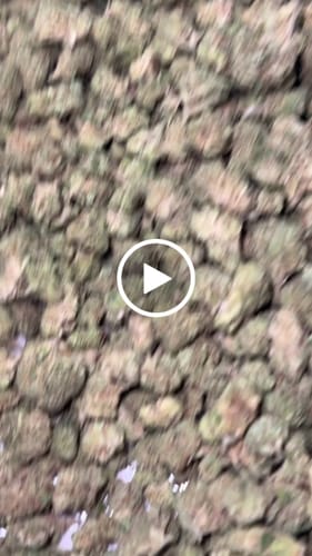 Customer video review of Cranberry Kush Minis - Bulk - Minis - Hybrid