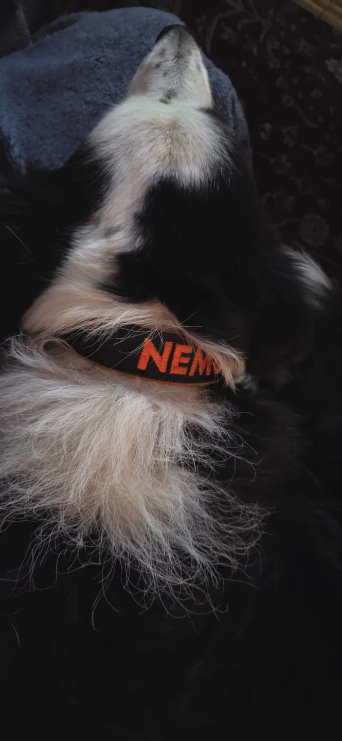 Customer photo review of Hundhalsband med namn