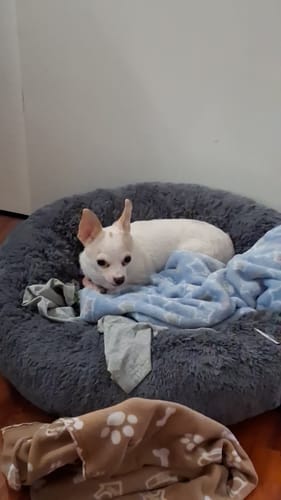 Un cliente muestra a su perro blanco pequeño descansando en la Cama Antiestrés para Perros gris.
