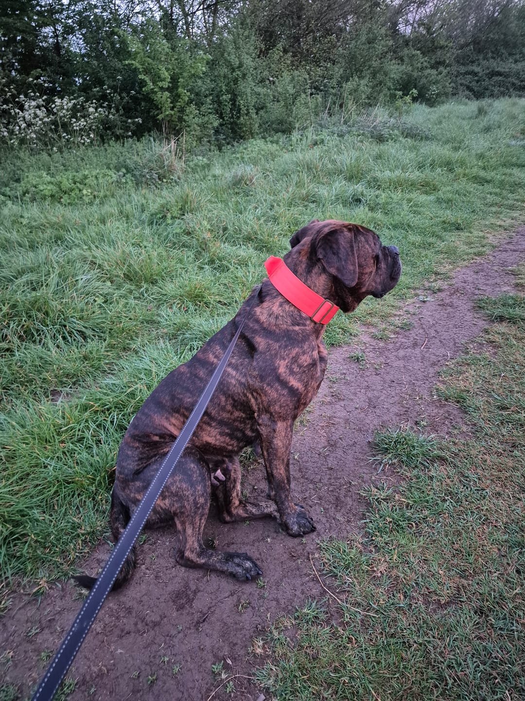 Customer photo review of 5cm Lighter Combat® Collar | With Handle Secure Clip - Burnt Orange X Khaki