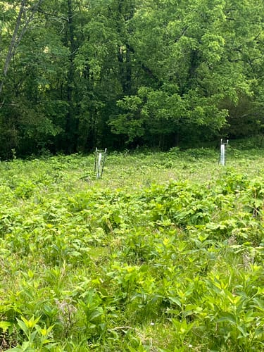 Customer photo review of Hybrid Chestnut