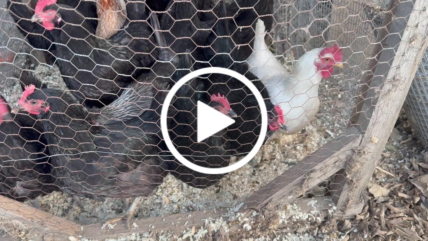 Customer video review of Medium (34") Reversible Roll-out Nest Box (Up to 32 Hens)