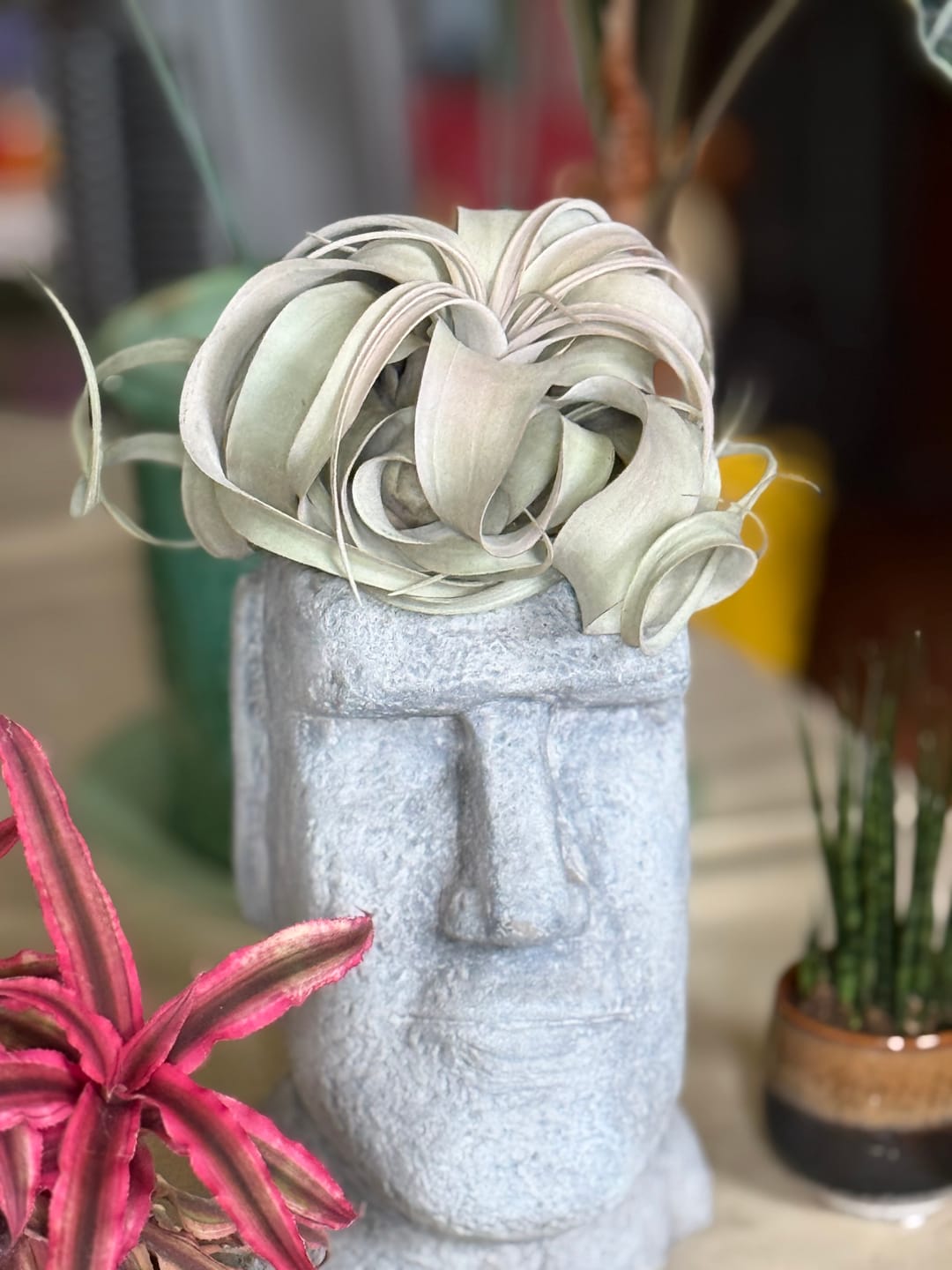 Customer photo review of Xerographica Thick Leaf Form  *Cannot Be Shipped Internationally*