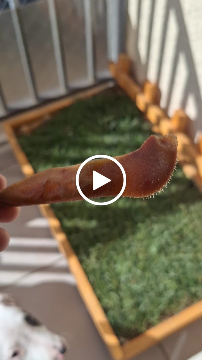 Customer video review of Oreja de cerdo talla M - Pack 18 unidades enteras