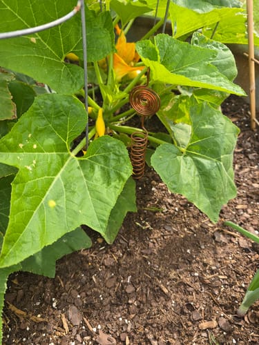 Customer photo review of Tesla Coil Electroculture Gardening Antenna Starter Pack (plant stakes)