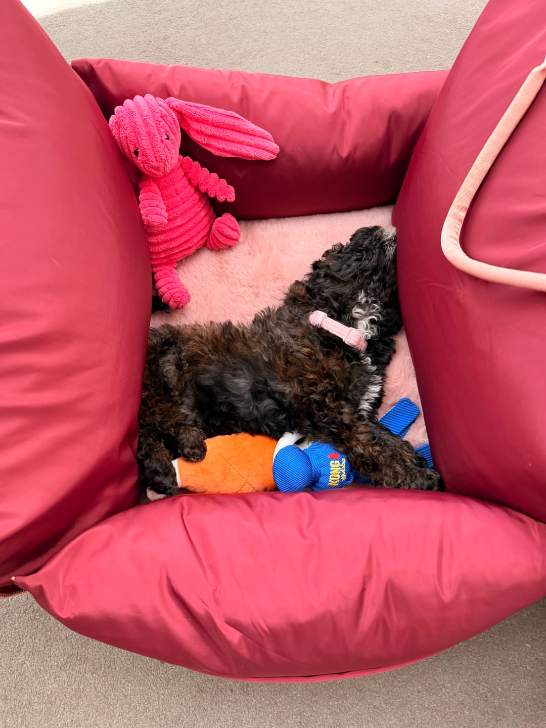 Customer photo review of Travel Dog Pod - Rosewood