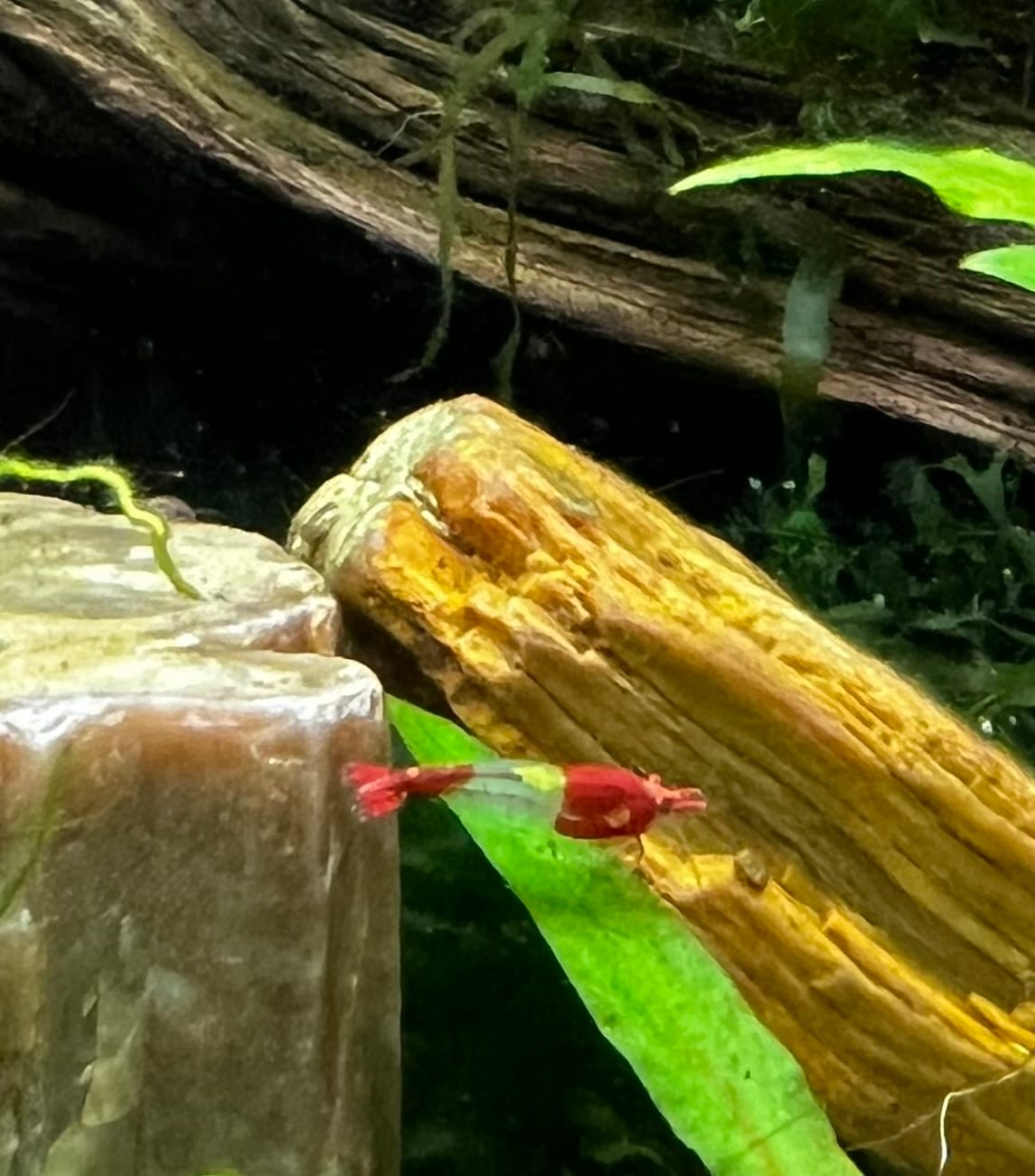 Customer photo review of Red Rili Shrimp