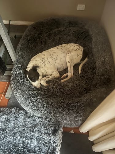Reviewer's dog curled up snugly inside the plush, charcoal Premium Calming Pet Bed.