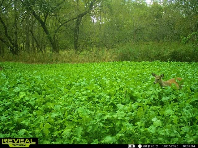 Customer photo review of Big Sexy™ Food Plot Seed