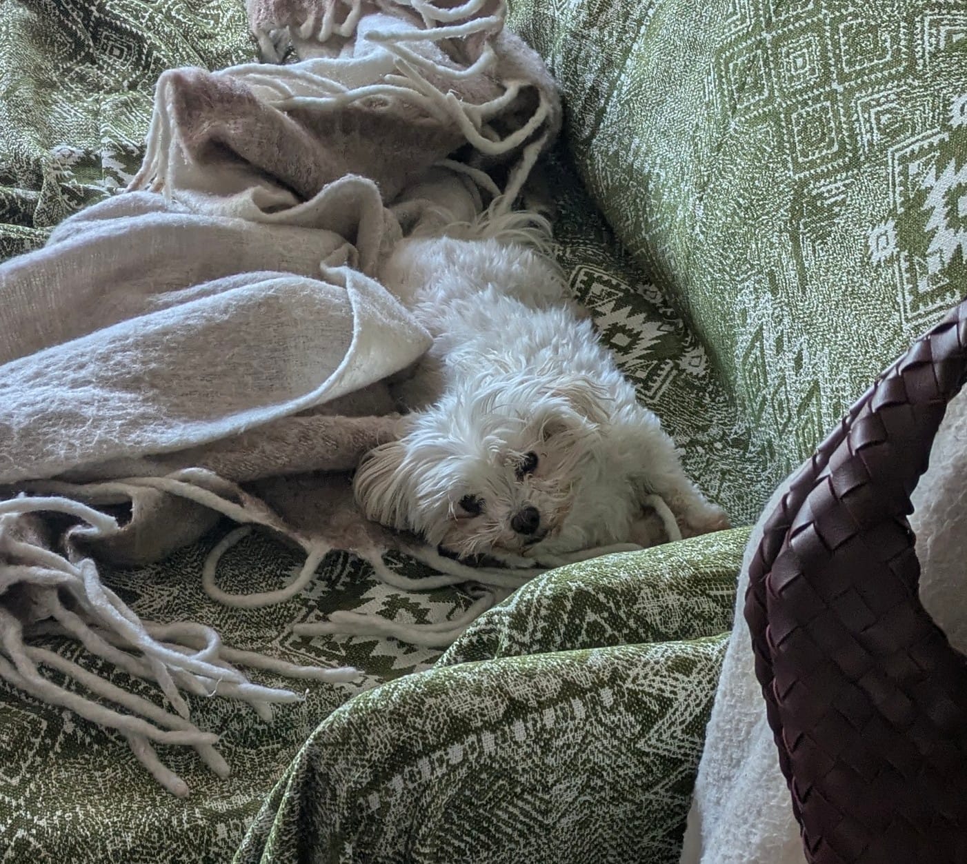 Customer photo review of Pet Couch Covers