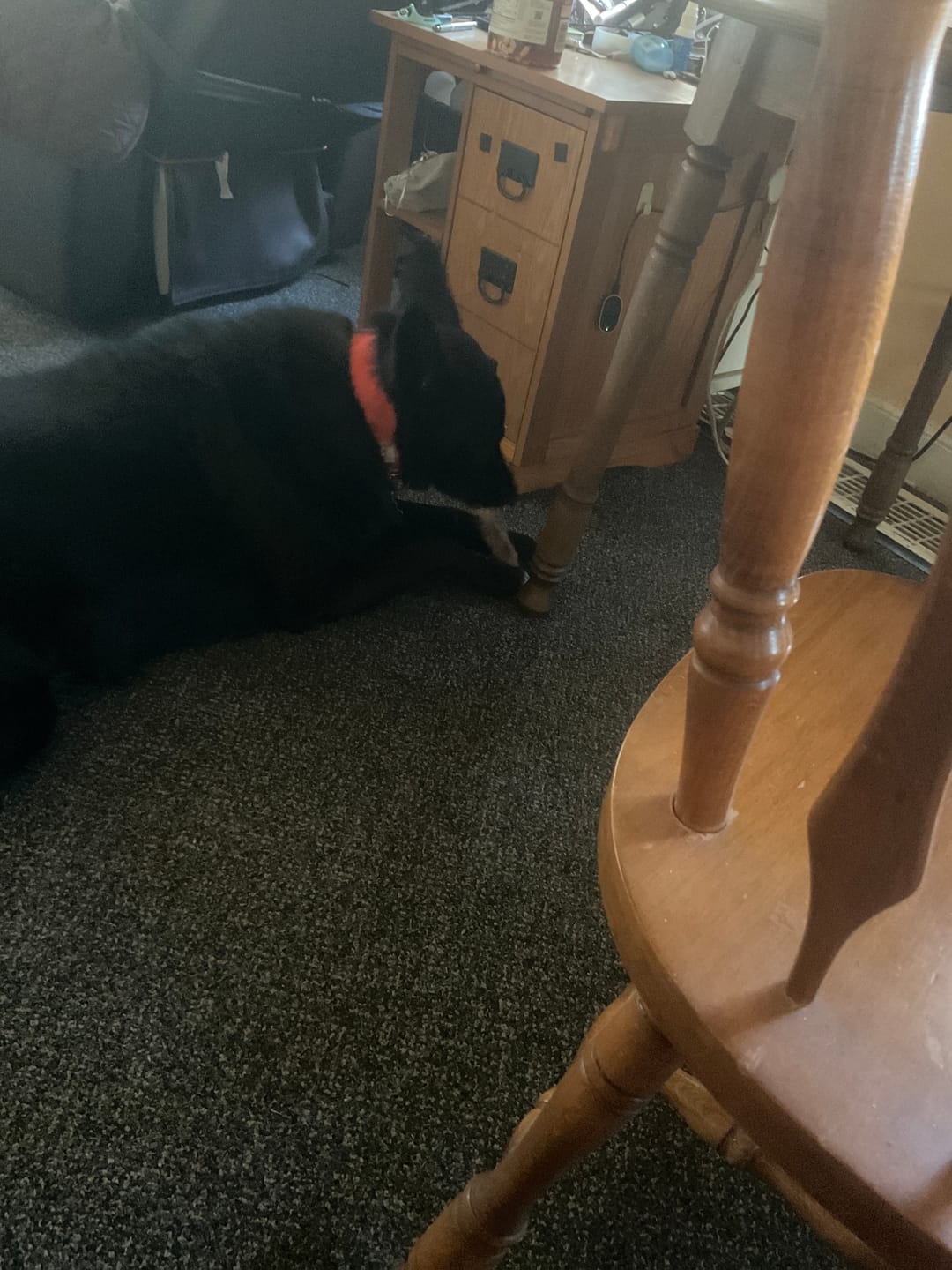 Customer photo review of Ostrich Chunky Bones (5" x 2" - 2 Pack): The Long-Lasting, Flavor-Packed Bones for Medium to Large Dogs